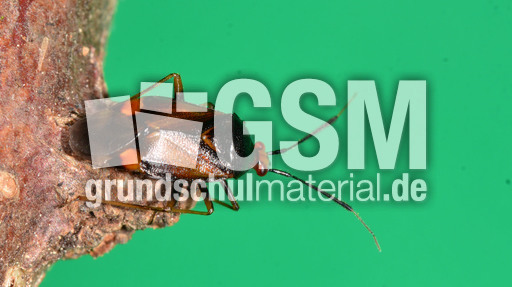 Rote Weichwanze_2.jpg